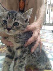 Two Siblings - Domestic Long Hair Cat