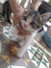 Two Siblings - Domestic Long Hair Cat