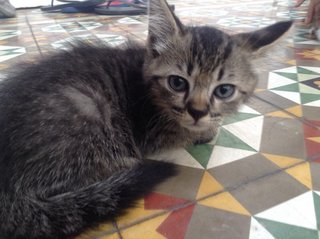 Two Siblings - Domestic Long Hair Cat