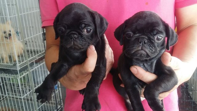 2male 2,female Black Pug Puppies  - Pug Dog