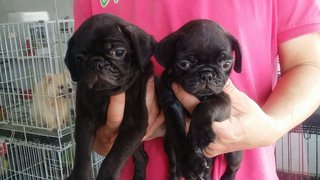 2male 2,female Black Pug Puppies  - Pug Dog