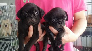 2male 2,female Black Pug Puppies  - Pug Dog