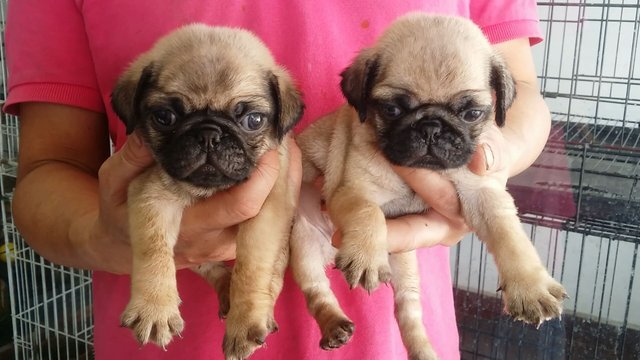 2male 2female Fawn Pug Puppies - Pug Dog