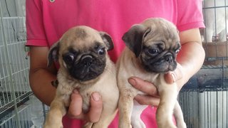 2male 2female Fawn Pug Puppies - Pug Dog