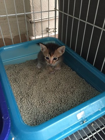 Baby - Domestic Short Hair Cat