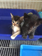 Baby - Domestic Short Hair Cat