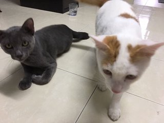 Tuah - Domestic Short Hair + British Shorthair Cat