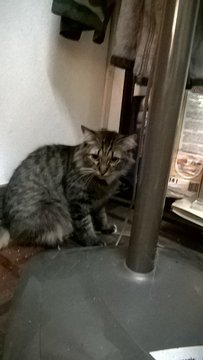 Chichi (Found New Home) - Tabby Cat