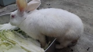 Xiaopai - American Rabbit