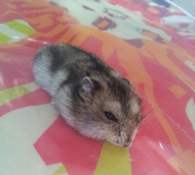 PF78556 - Short Dwarf Hamster Hamster