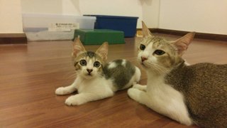 Soyoung (Kittens Are All Adopted) - Domestic Short Hair Cat