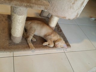 Tired Simba after morning play time.