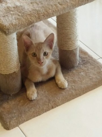 Simba - Domestic Short Hair + Tabby Cat