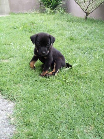 Golden - Mixed Breed Dog