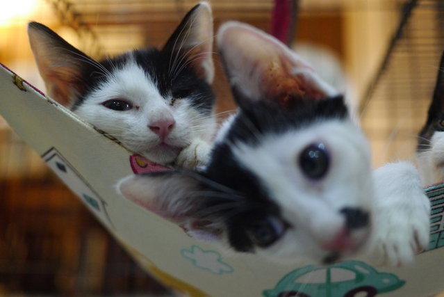 Jim &amp; Paul  - Domestic Short Hair + Tuxedo Cat