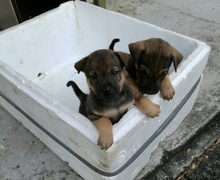 2 female puppies