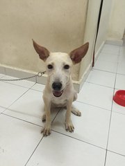 Elbi - Mixed Breed Dog