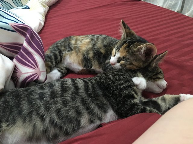 Didi  - Tiger + American Curl Cat