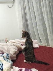 Didi  - Tiger + American Curl Cat