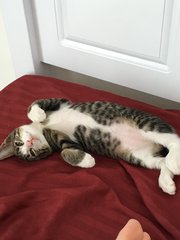 Didi  - Tiger + American Curl Cat