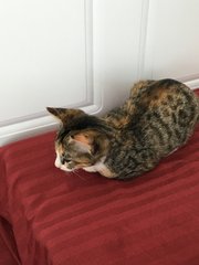 Didi  - Tiger + American Curl Cat
