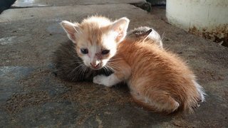 Kittens @ Kampar - Tabby Cat