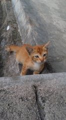 Kittens @ Kampar - Tabby Cat