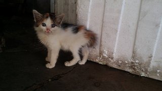 Kittens @ Kampar - Tabby Cat