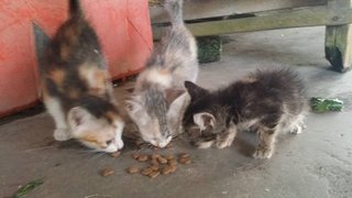 Kittens @ Kampar - Tabby Cat