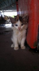 Kittens @ Kampar - Tabby Cat