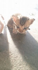 Kittens @ Kampar - Tabby Cat