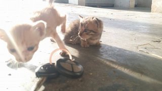 Kittens @ Kampar - Tabby Cat