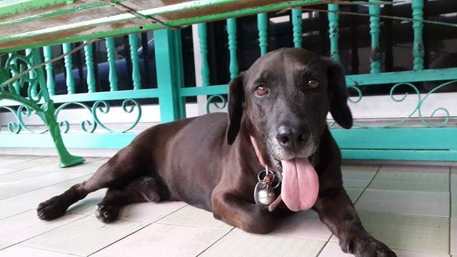 Toby - Mixed Breed Dog