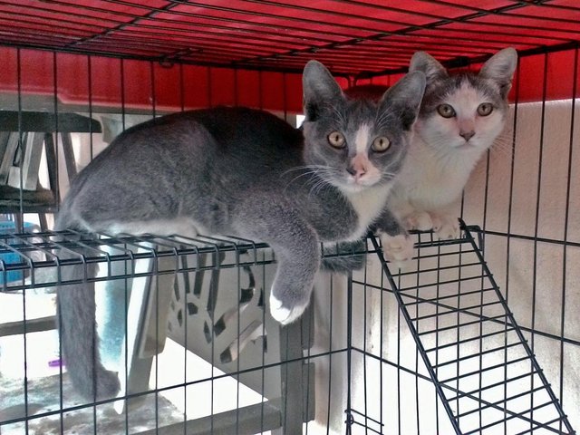 Comel &amp; Tom - British Shorthair + Domestic Short Hair Cat