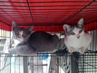 Comel (Spotted/Tompok), Tom (Gray/Kelabu)