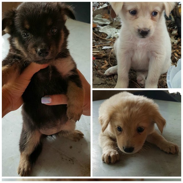 Puppiezzzz  - Labrador Retriever + Spitz Dog