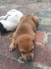 Puppies - Mixed Breed Dog