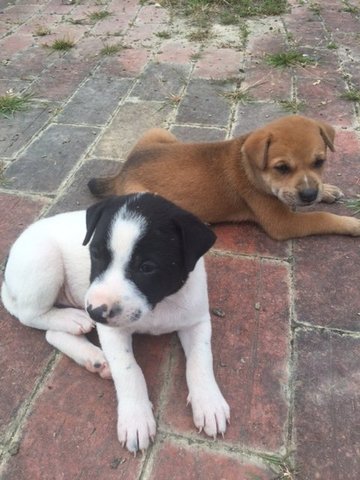 Puppies - Mixed Breed Dog