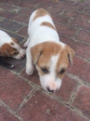 Puppies - Mixed Breed Dog