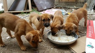 Five Golden Princess - Mixed Breed Dog