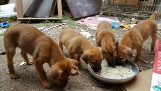 Five Golden Princess - Mixed Breed Dog