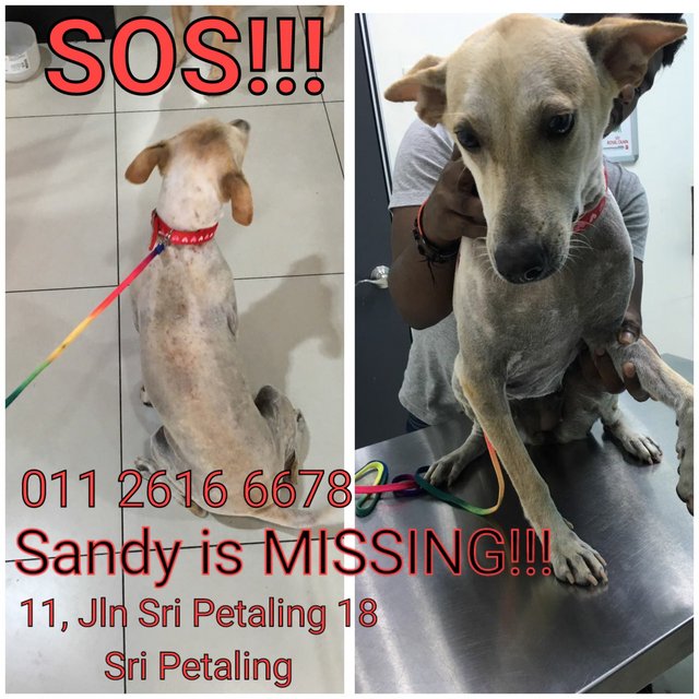 Sandy For Yuri - Mixed Breed Dog