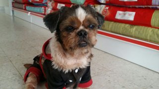 Rocky - Shih Tzu Dog