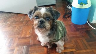 Rocky - Shih Tzu Dog