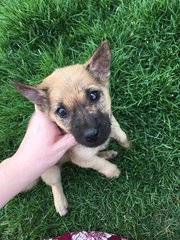 Wolf - Mixed Breed Dog