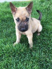 Wolf - Mixed Breed Dog