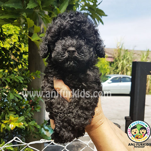 Pearl Black Toy &amp; Tiny Toy Poodle  - Poodle Dog