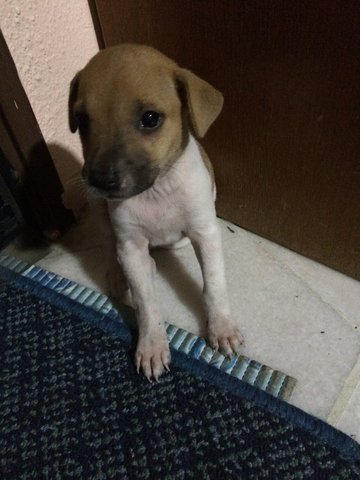 Mixed Breed Pup - Mixed Breed Dog