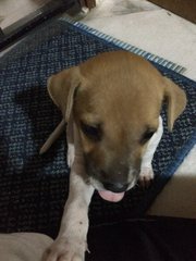 Mixed Breed Pup - Mixed Breed Dog