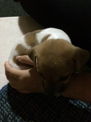 Mixed Breed Pup - Mixed Breed Dog